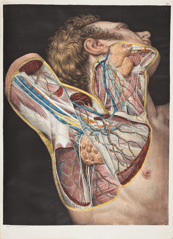large_Bourgery_1832_anatomy