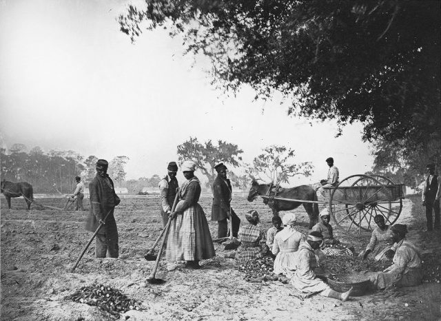 Black and white photograph of slaves working on a plantation, circa 1862–1863