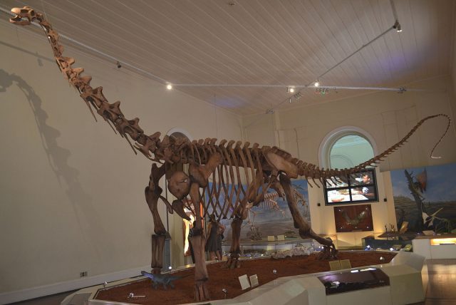 skeleton of the dinosaur Maxikalisaurus