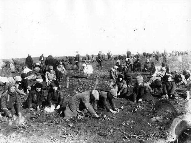 Children are digging up frozen potatoes in the field of a collectivefarm. Udachne village, Donec’k oblast 1933