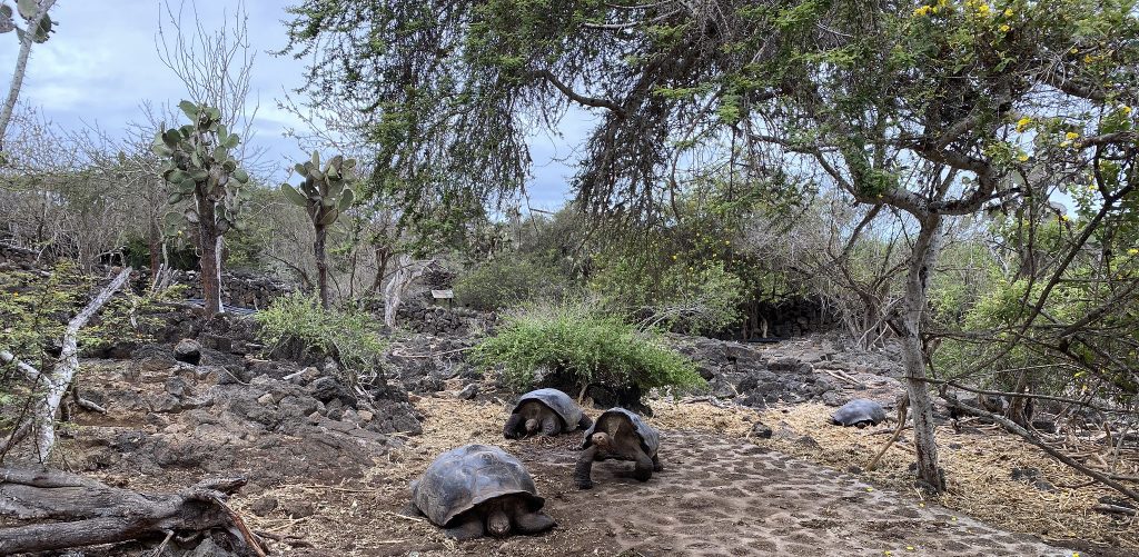Galápagos Giant Tortoises at the Charles Darwin Research Station