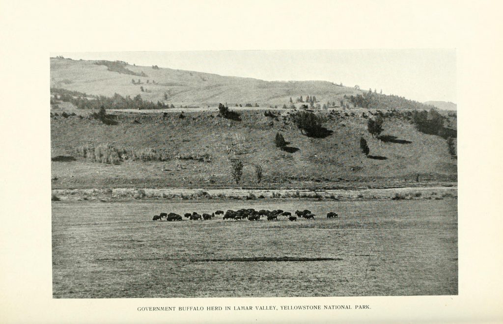 A photograph of a "government buffalo herd" in Yellowstone National Park from the American Bison Society's 1907 Annual Report.