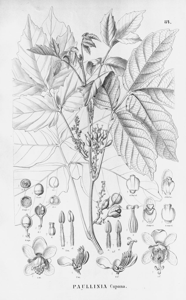 Botanical line drawing of Paullinia cupana, the scientific name attributed to guaraná in the early nineteenth century. 