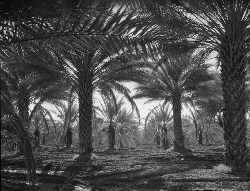 Date Palm Grove in the Coachella Valley, February 1937.