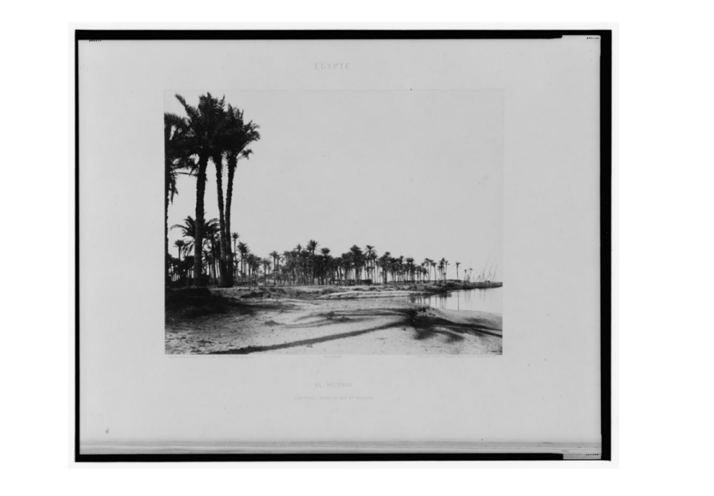 Date Palms along the Nile circa 1850. 
