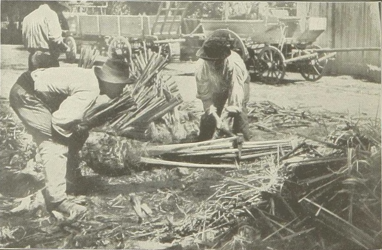 Trimming date palm offshoots before shipping them to the US, Algeria, June 1900.