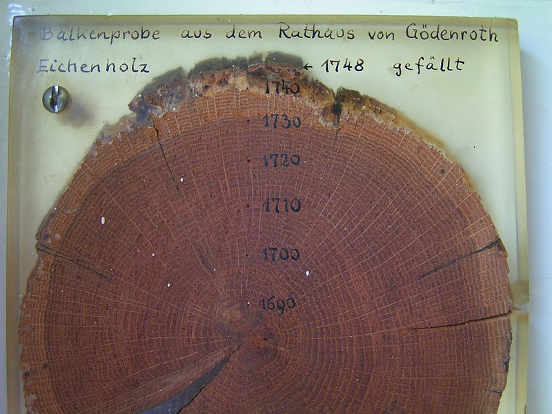 A dendrochronological sample from a beam in Gödenroth Rathaus, Germany.
