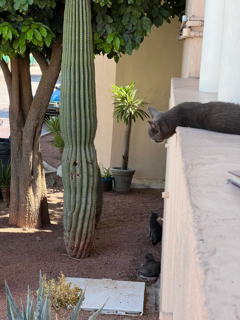 Cats in the archive surrounded by plants.