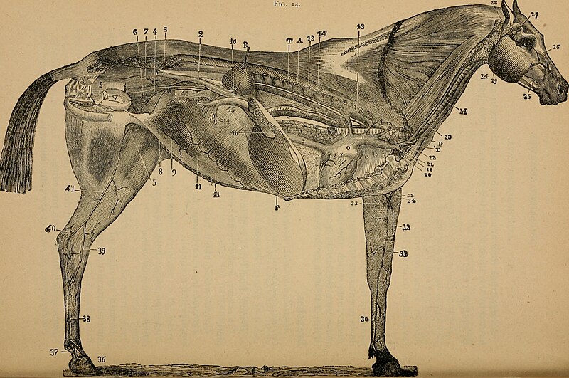 Drawing of horse anatomy with parts signaled by numbers