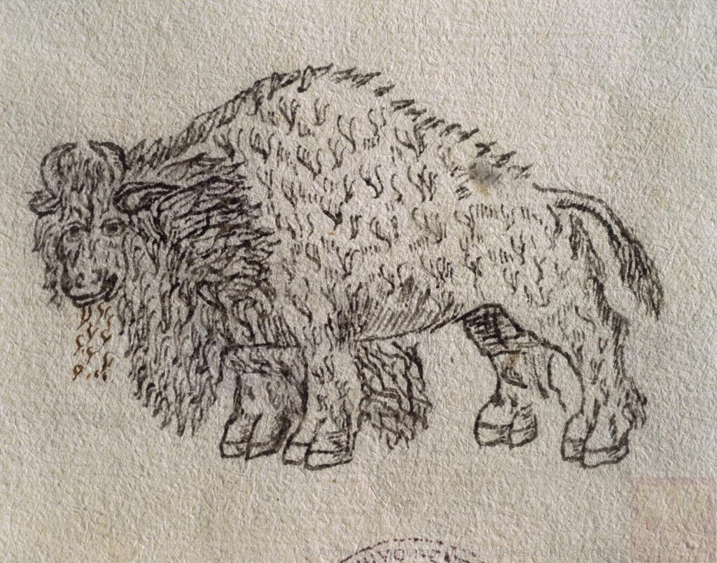 Drawing of Bison found in documents of AGI - for NEP's Archive Chronicles 