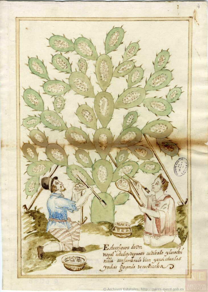 17th century drawing of the process of cultivating the grana or cochineal