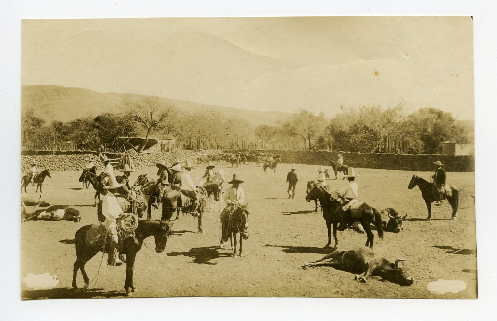 Mexican cowboys branding cattle, old picture, no date