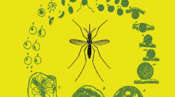 Book cover of Malaria on the move