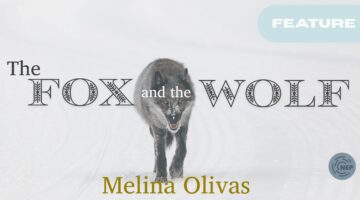 Banner for the fox and the wolf. Wolf pictured