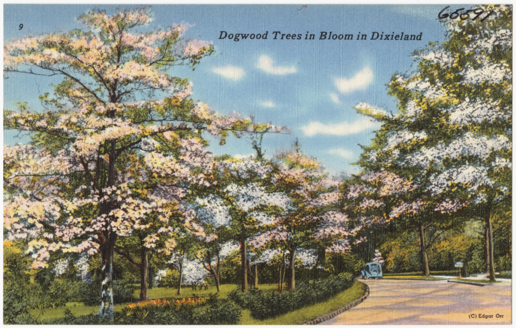 Dogwood trees in bloom in Dixieland, postcard