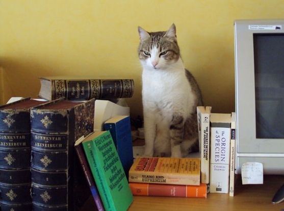 Photograph of a cat sitting alongside books and a computer. 